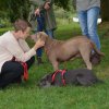 hundetreffen 03.09.2016 531